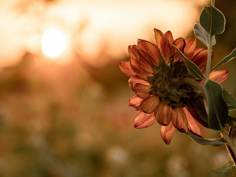 Blume im Sonnenuntergang